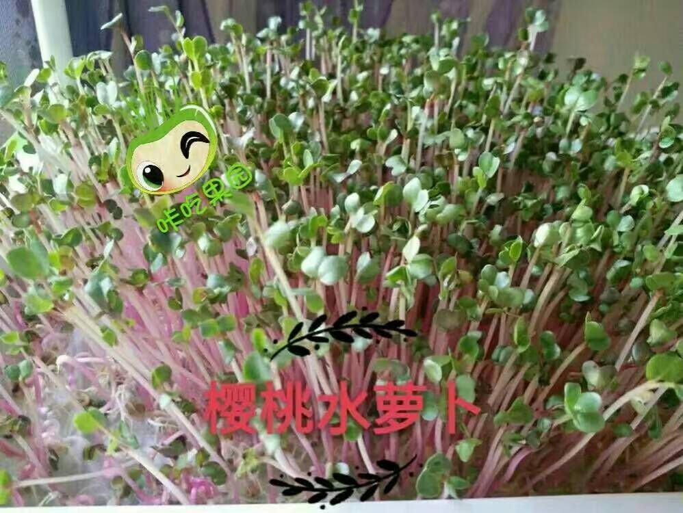 環保健康陽臺小菜園