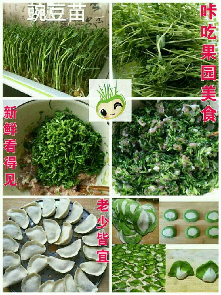 環保健康陽臺小菜園